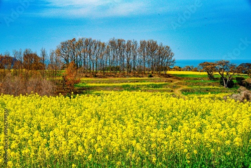 長崎鼻の菜の花