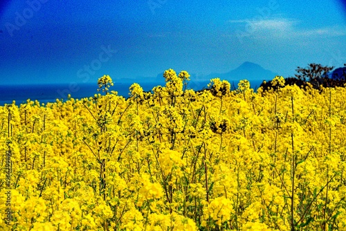 長崎鼻の菜の花