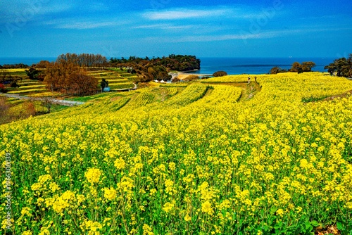 長崎鼻の菜の花