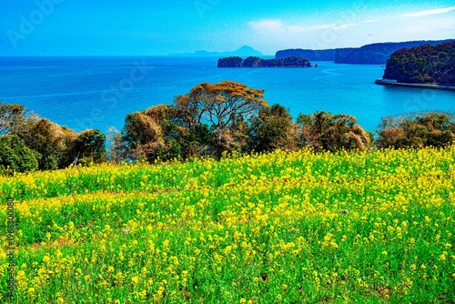 長崎鼻の菜の花
