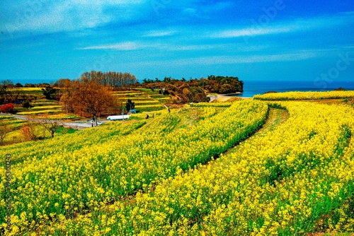 長崎鼻の菜の花