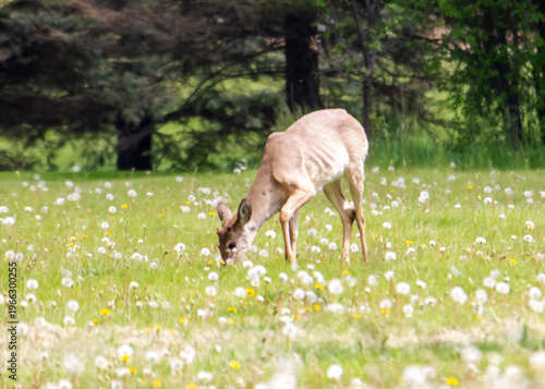 Emaciated male white-tailed deer with ribs visible, grazing in a dandelion field in Waukesha County, Wisconsin, during mid-May as antlers emerge.
