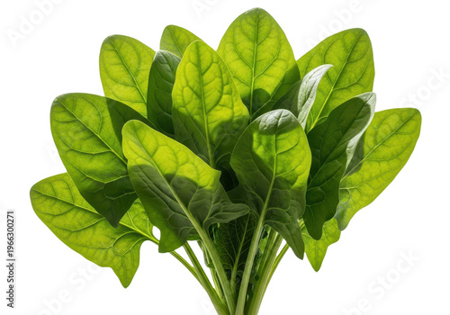 Fresh green spinach leaves bunch isolated on transparent background