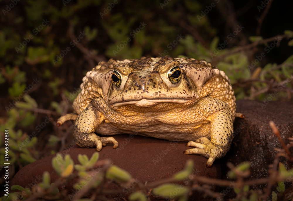 Fototapeta premium Sapo cururu de frente