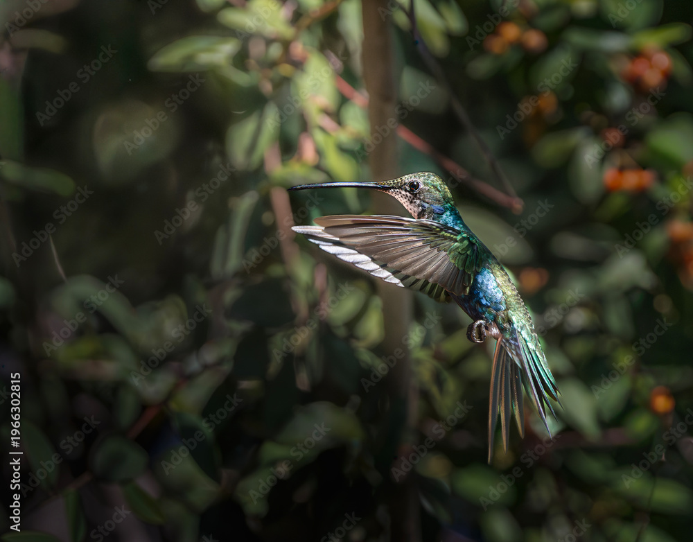 Naklejka premium Picaflor de barbijo volando