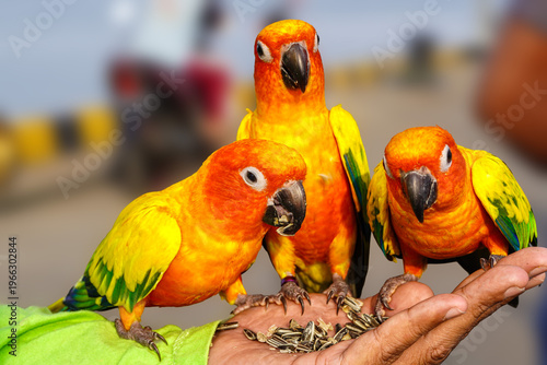 Wallpaper Mural Close-up of a person's hand holding three colorful sun conures eating seeds outdoors with a blurred background. Torontodigital.ca