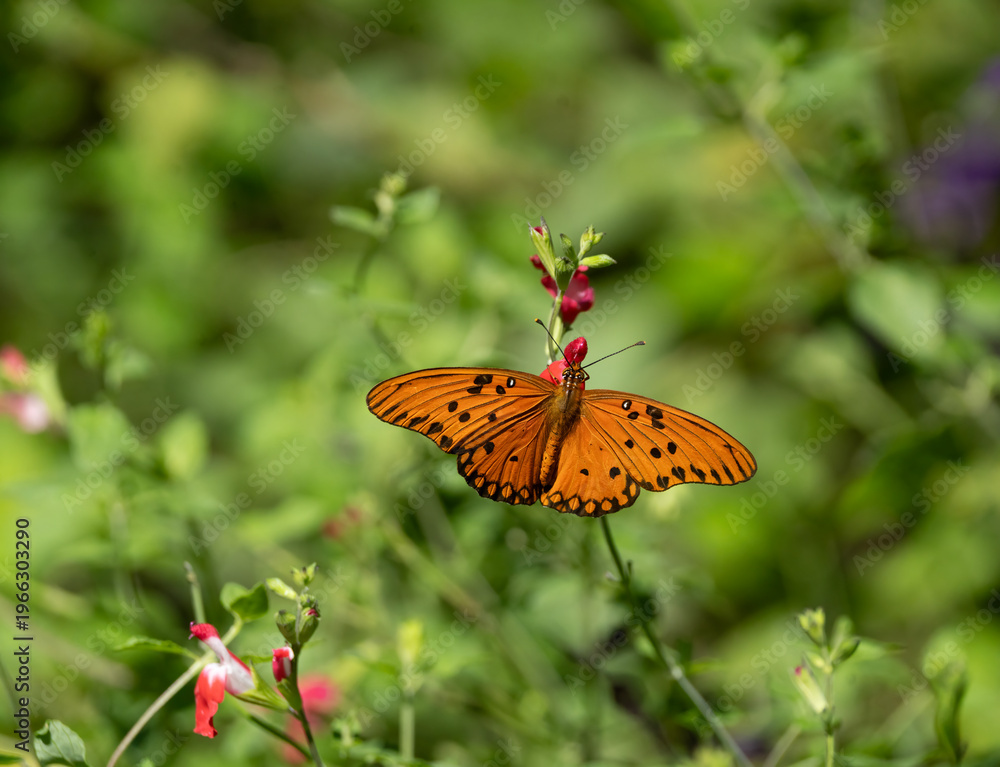 Obraz premium Mariposa anaranjada