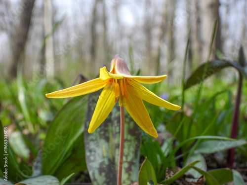 Yellow Trout Lily (Erythronium americanum) Wildflower Growing on Forest Floor in Spring Woodland