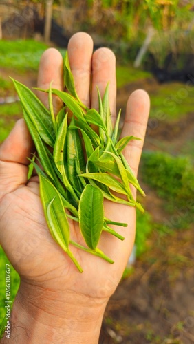 Fresh Green Tea Leaves in Hand, Organic Agriculture and Herbal Plant Concept. Close up of hand holding fresh green tea leaves. Concept of organic farming, herbal plants, natural ingredients