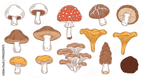 Variety of Hand Drawn Wild and Edible Mushrooms Illustration on White Background