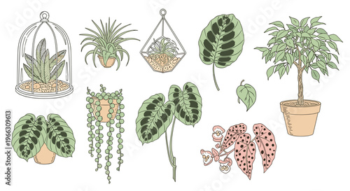 Diverse Indoor Plant Arrangement Illustration for Home Decor and Greenery Concepts