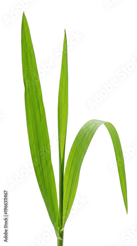 Young Green Grass or Wheatgrass Leaves