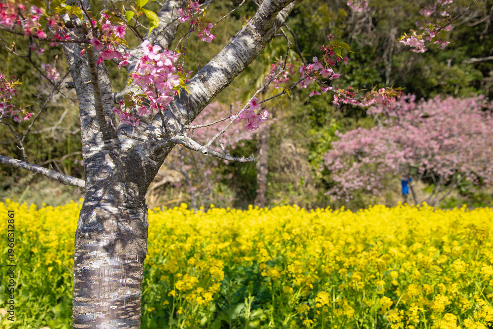 Fototapeta premium A field of canola flowers with cherry blossom at the countryside in Japan close up