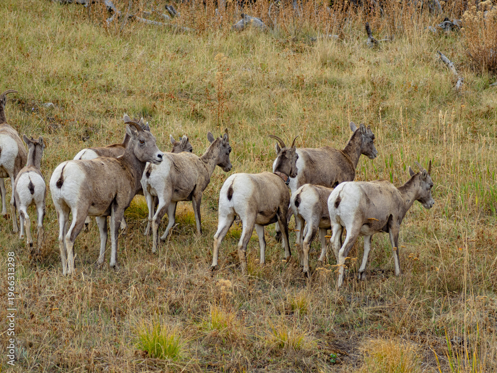 Obraz premium Close view of the bisons at Grand Teton National Park, Autumn time.