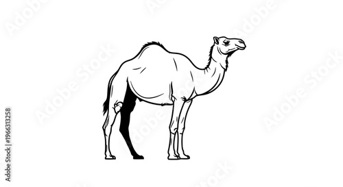 Black and white line art illustration of a dromedary camel standing, side view. Detailed desert animal drawing, simple vector style.
