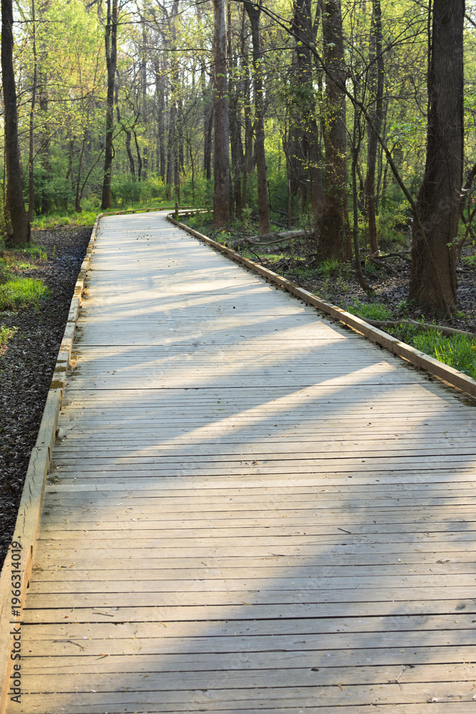 Fototapeta premium Vibrant Wooden Boardwalk Path Through Deep Spring Forest
