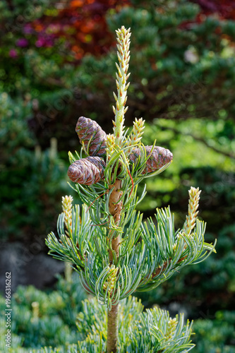 Young pine tree with fresh cones and new shoots, spring growth in natural garden