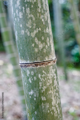 Bamboo stem with natural spots and texture, green forest background