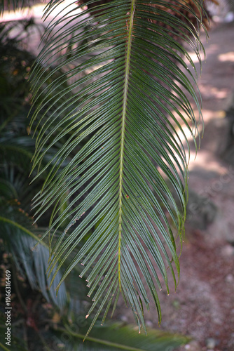 Palm leaf close up with fine green texture and natural pattern