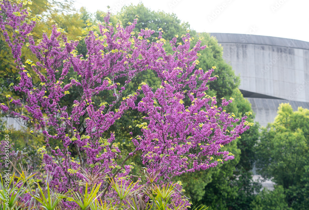Obraz premium The beautiful spring in Chongqing