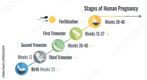 Visualizing the Journey Stages of Human Pregnancy from Fertilization to Birth