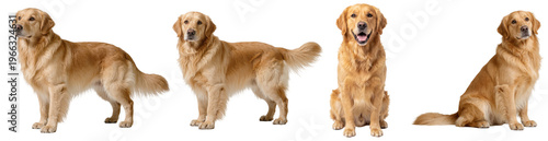 Fotografie Photograph of a charming golden retriever in various poses, isolated on transparent background