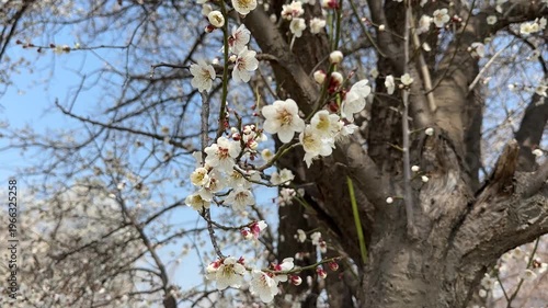 꽃이 핀 매화나무
