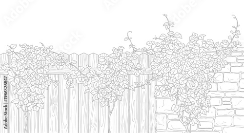 Detailed Line Art of Lush Ivy Vines Growing on a Wooden Fence and Stone Wall.