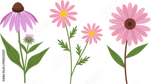 Pink Flower Illustration Set with Coneflower and Daisy Variations for Botanical Design, Garden Decoration, and Nature Inspired Graphic Elements