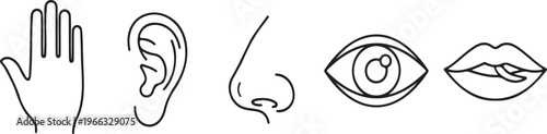 Five Senses Icons Set. Touch, Hearing, Smell, Sight and Taste Symbols. Human Sensory Organs Line Icons.