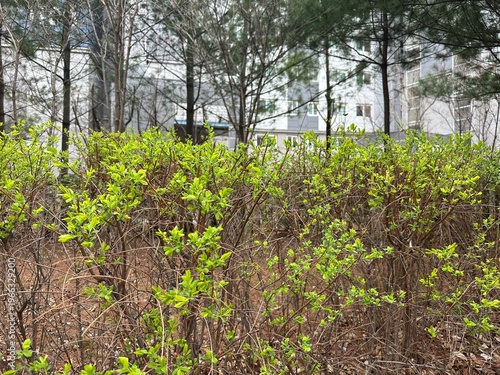 새싹이 돋은 나무