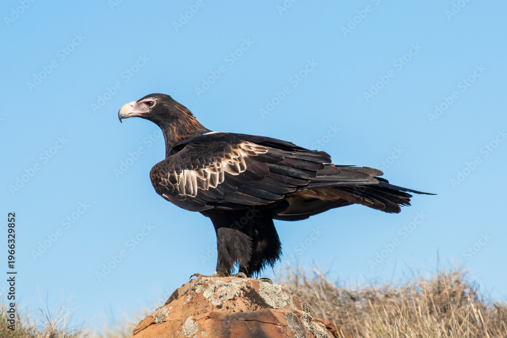 Obraz premium Australian Wedge-tailed Eagle perched on boulder