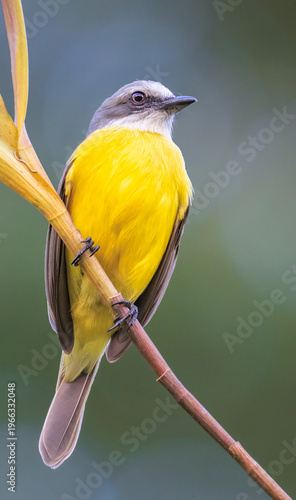 Grey-capped Flycatcher (Myiozetetes granadensis) Close-Up Wildlife Portrait