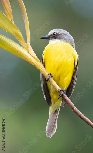 Grey-capped Flycatcher (Myiozetetes granadensis) Close-Up Wildlife Portrait