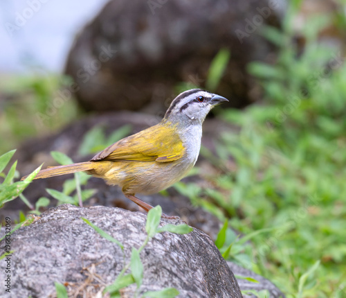 Black‑striped Sparrow (Arremonops conirostris) in Tropical Forest Habitat
