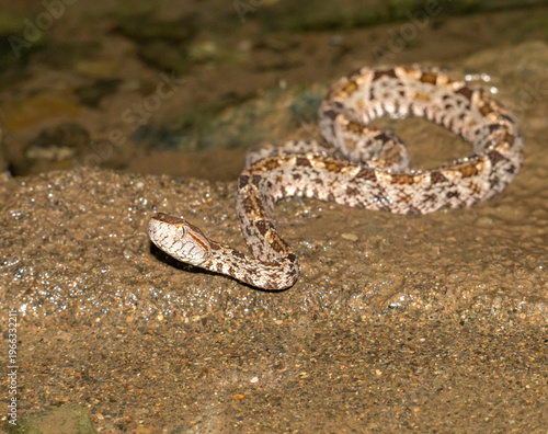 Fer‑de‑Lance Pit Viper (Bothrops asper) in Tropical Creek at Night, Costa Rica