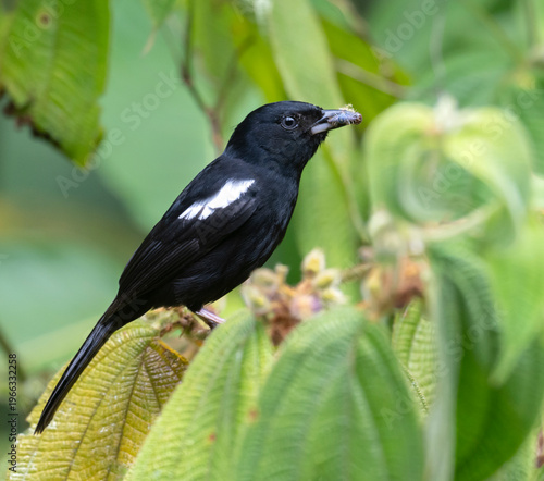 White‑shouldered Tanager (Tachyphonus luctuosus) in Corcovado National Park, Costa Rica