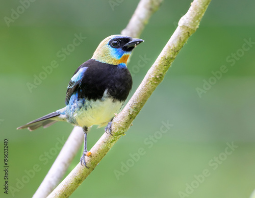 Golden‑hooded Tanager (Stilpnia larvata) Feeding in Corcovado National Park, Costa Rica