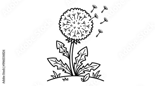 Dandelion Flower Plant Weed Blooming.