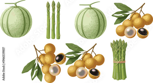 Fresh fruit and vegetable collection with melon, asparagus and longan exotic food vector illustration set