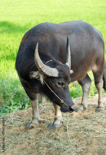 Photos A calm water buffalo stands on a rural path beside vibrant rice fields, showcasing traditional agriculture and peaceful countryside life in Southeast Asia
