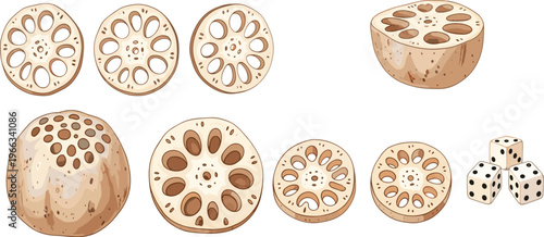 Lotus root slices collection with whole and cut lotus root vegetable detailed food vector illustration set
