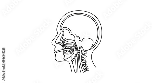 Human Anatomy: Sagittal View of Head and Neck, Showing Oral Cavity and Pharynx