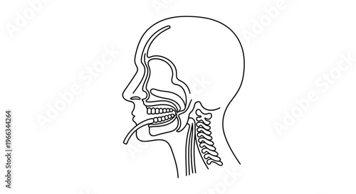 Human Head Anatomy Diagram - Digestive Tract and Airway Cross-section