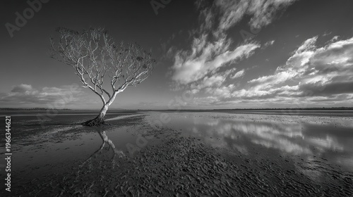 Gray, solitary tree at water's edge
