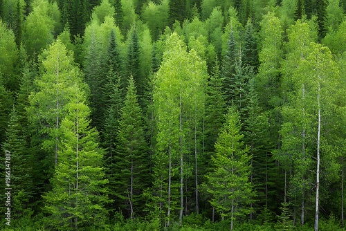 Lush Green Forest Displaying a Variety of Trees in Vibrant Spring Foliage Under Bright Sky