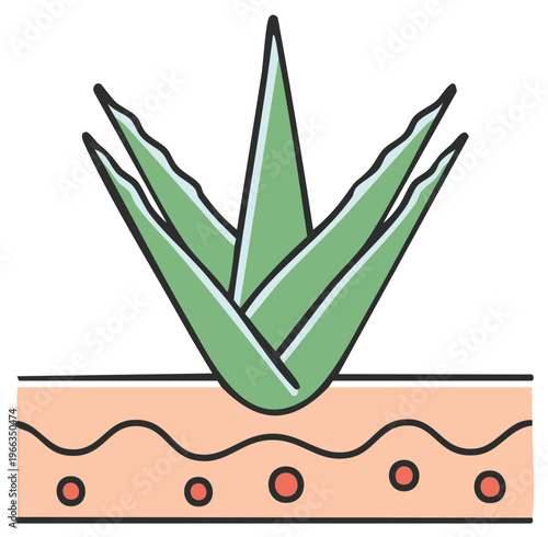 Aloe vera plant illustration with skin layers showing natural treatment and beauty applications.