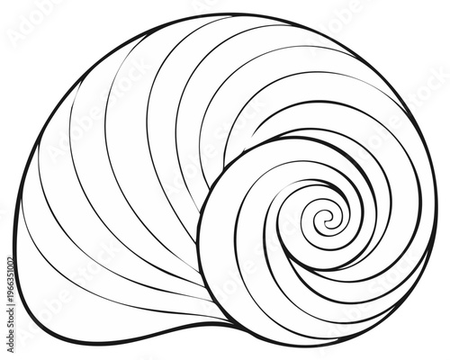 Elegant graphic line art of seashell showing the intricacies of a logarithmic spiral pattern for educational or design materials.