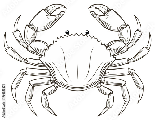 Crab sketch vector illustration of sea life with claws and legs crustacean