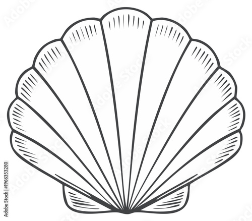 Classic Scallop Shell Illustration with Detailed Ribs